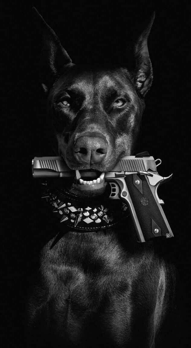 Original black-and-white photograph of the Doberman used as Zorzo Armas visual identity